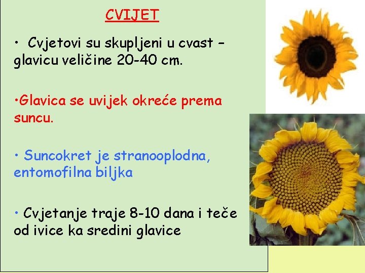 CVIJET • Cvjetovi su skupljeni u cvast – glavicu veličine 20 -40 cm. •