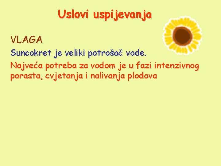 Uslovi uspijevanja VLAGA Suncokret je veliki potrošač vode. Najveća potreba za vodom je u