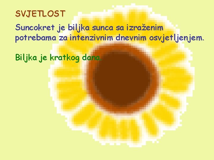 SVJETLOST Suncokret je biljka sunca sa izraženim potrebama za intenzivnim dnevnim osvjetljenjem. Biljka je