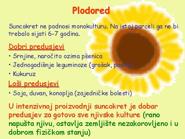 Plodored Suncokret ne podnosi monokulturu. Na istoj parceli ga ne bi trebalo sijati 6