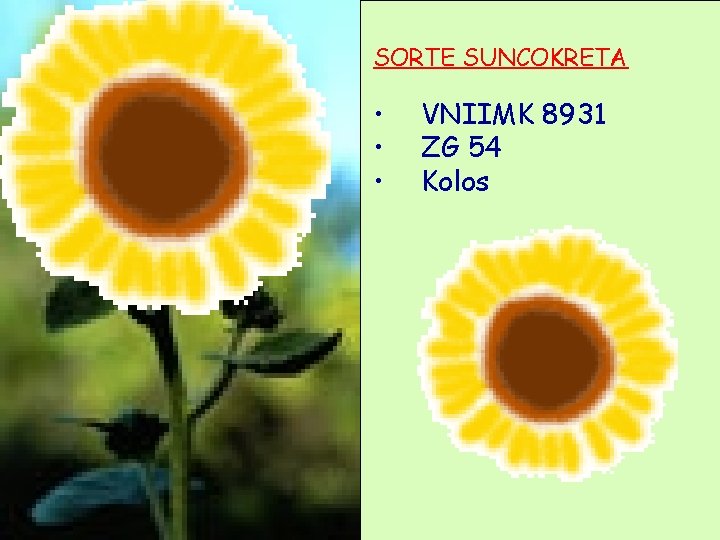SORTE SUNCOKRETA • • • VNIIMK 8931 ZG 54 Kolos 