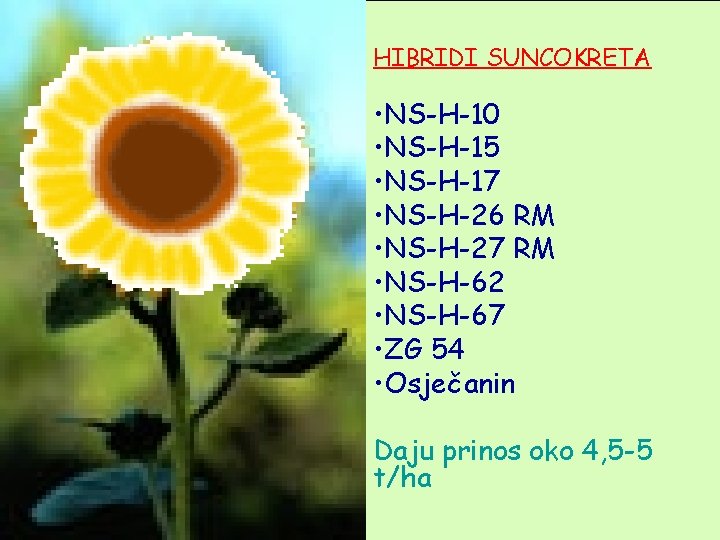 HIBRIDI SUNCOKRETA • NS-H-10 • NS-H-15 • NS-H-17 • NS-H-26 RM • NS-H-27 RM