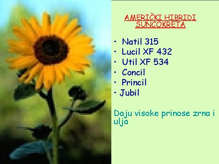 AMERIČKI HIBRIDI SUNCOKRETA • Natil 315 • Lucil XF 432 • Util XF 534