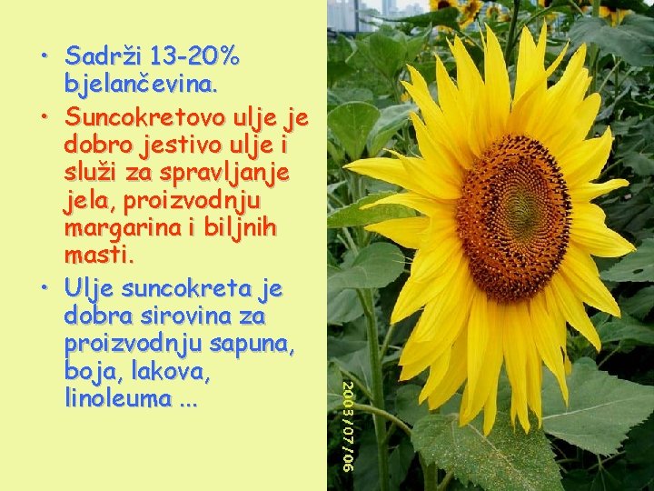  • Sadrži 13 -20% bjelančevina. • Suncokretovo ulje je dobro jestivo ulje i