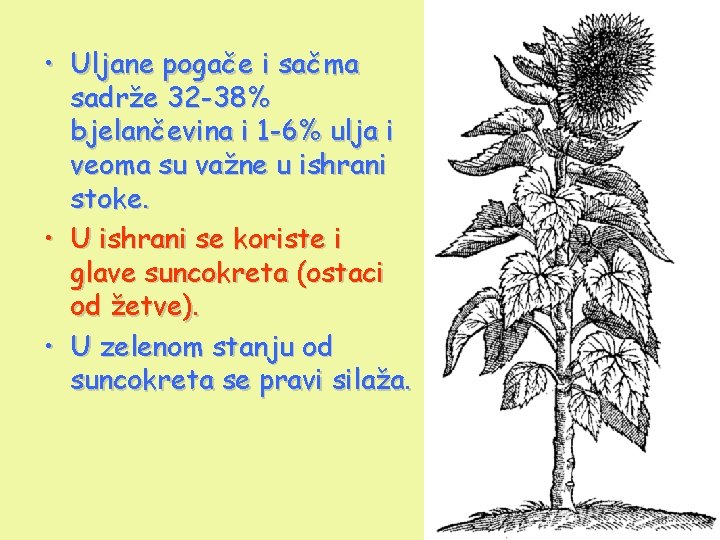  • Uljane pogače i sačma sadrže 32 -38% bjelančevina i 1 -6% ulja