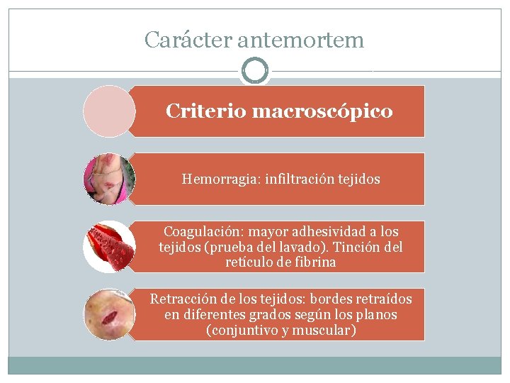 Carácter antemortem Criterio macroscópico Hemorragia: infiltración tejidos Coagulación: mayor adhesividad a los tejidos (prueba