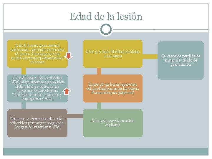 Edad de la lesión A las 8 horas: zona central cariorrexis, cariolisis y necrosis: