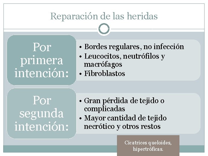 Reparación de las heridas Por primera intención: • Bordes regulares, no infección • Leucocitos,