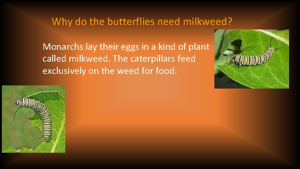 Why do the butterflies need milkweed? Monarchs lay their eggs in a kind of