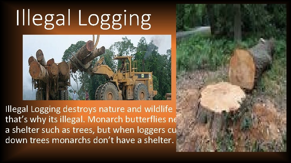 Illegal Logging destroys nature and wildlife that’s why its illegal. Monarch butterflies need a