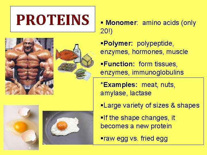 PROTEINS § Monomer: amino acids (only 20!) §Polymer: polypeptide, enzymes, hormones, muscle §Function: form PROTEINS § Monomer: amino acids (only 20!) §Polymer: polypeptide, enzymes, hormones, muscle §Function: form