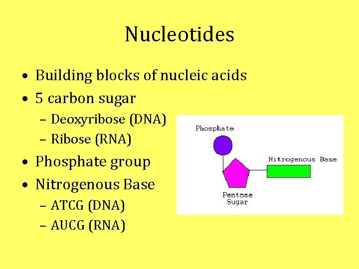 Nucleotides • Building blocks of nucleic acids • 5 carbon sugar – Deoxyribose (DNA) Nucleotides • Building blocks of nucleic acids • 5 carbon sugar – Deoxyribose (DNA)