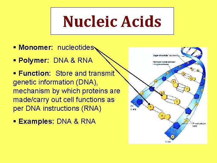 Nucleic Acids § Monomer: nucleotides § Polymer: DNA & RNA § Function: Store and Nucleic Acids § Monomer: nucleotides § Polymer: DNA & RNA § Function: Store and