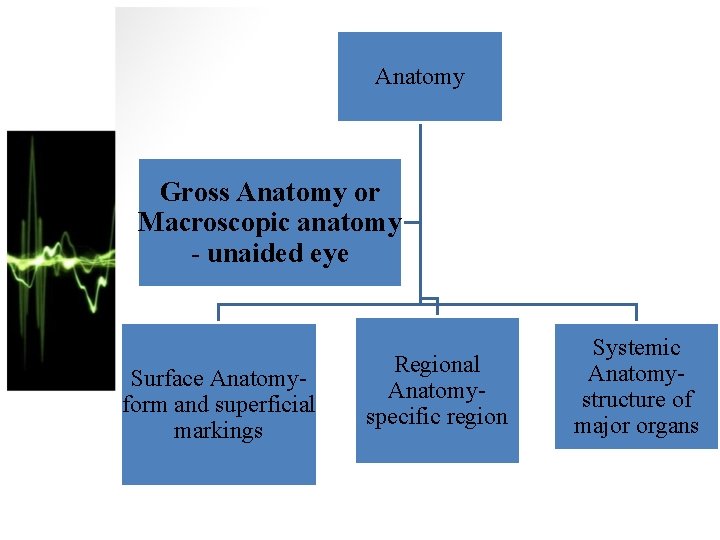 Anatomy Gross Anatomy or Macroscopic anatomy - unaided eye Surface Anatomyform and superficial markings