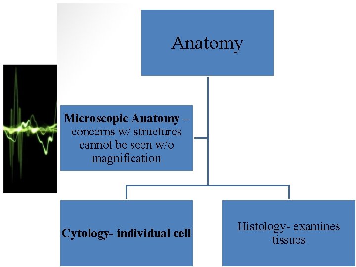 Anatomy Microscopic Anatomy – concerns w/ structures cannot be seen w/o magnification Cytology- individual