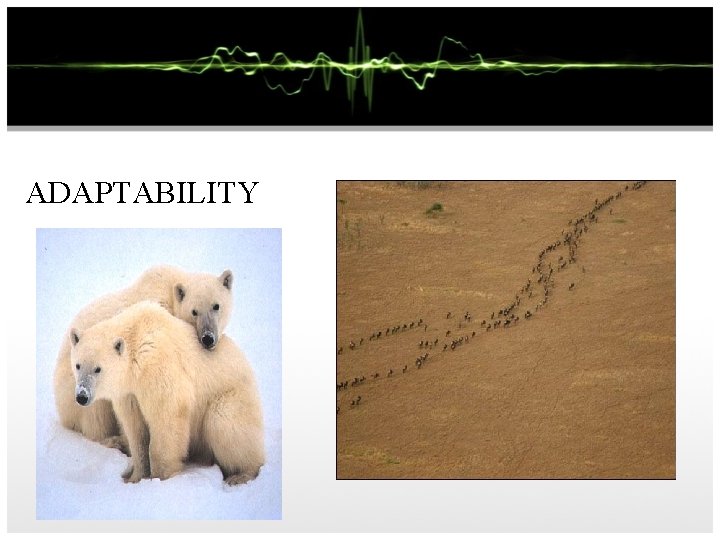 ADAPTABILITY 