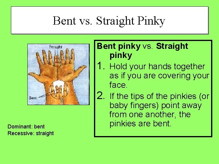 Bent vs. Straight Pinky Dominant: bent Recessive: straight Bent pinky vs. Straight pinky 1.