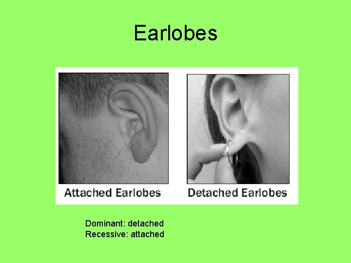 Earlobes Dominant: detached Recessive: attached 