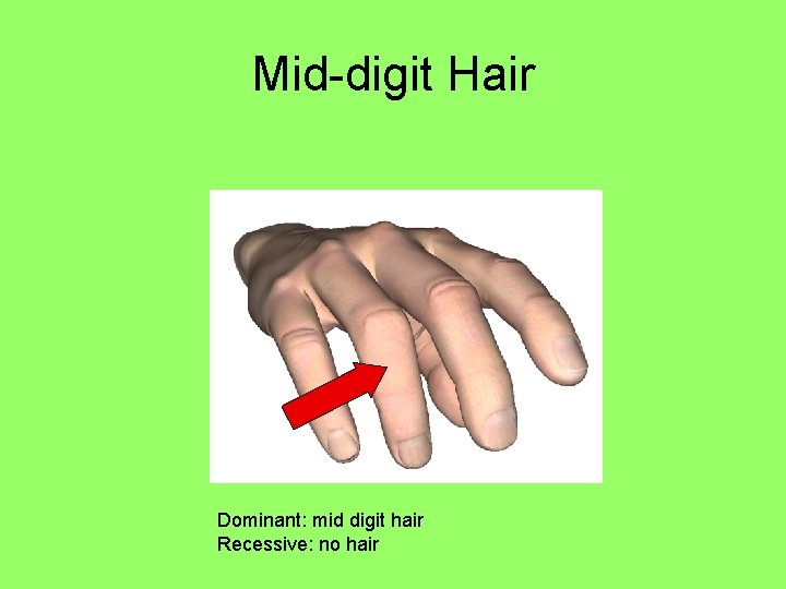 Mid-digit Hair Dominant: mid digit hair Recessive: no hair 