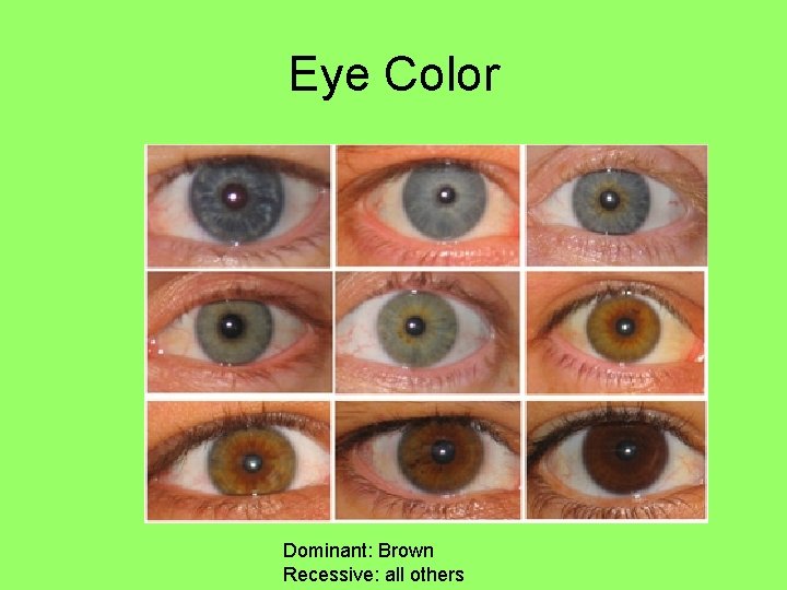 Eye Color Dominant: Brown Recessive: all others 