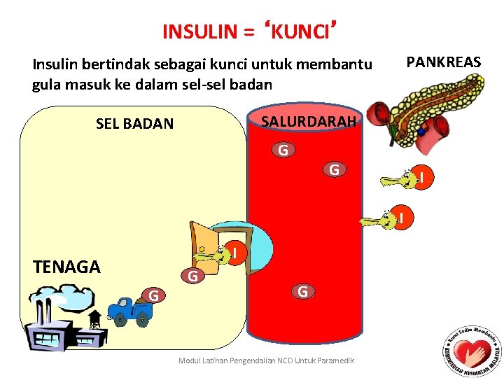 INSULIN = ‘KUNCI’ PANKREAS Insulin bertindak sebagai kunci untuk membantu gula masuk ke dalam