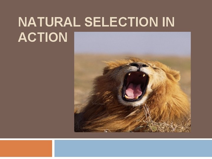 NATURAL SELECTION IN ACTION 