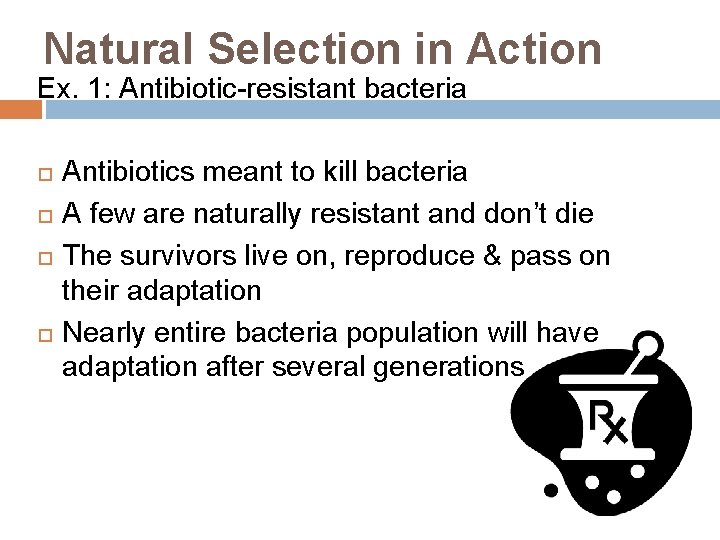 Natural Selection in Action Ex. 1: Antibiotic-resistant bacteria Antibiotics meant to kill bacteria A