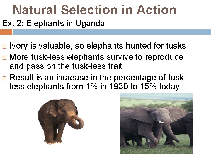 Natural Selection in Action Ex. 2: Elephants in Uganda Ivory is valuable, so elephants