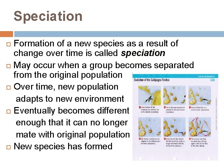 Speciation Formation of a new species as a result of change over time is