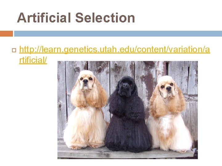 Artificial Selection http: //learn. genetics. utah. edu/content/variation/a rtificial/ 