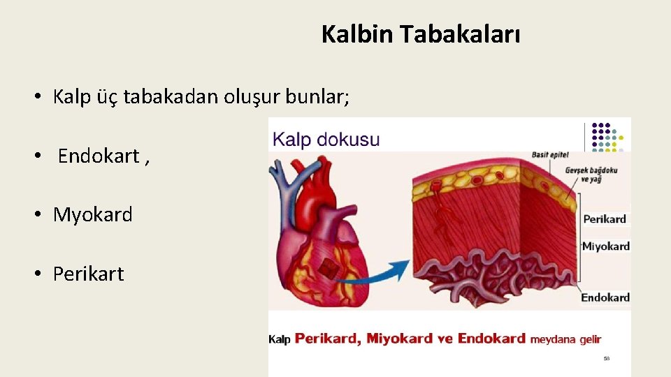 Kalbin Tabakaları • Kalp üç tabakadan oluşur bunlar; • Endokart , • Myokard •
