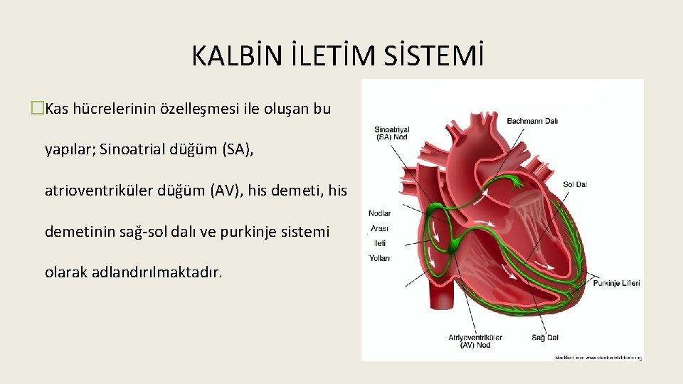 KALBİN İLETİM SİSTEMİ �Kas hücrelerinin özelleşmesi ile oluşan bu yapılar; Sinoatrial düğüm (SA), atrioventriküler