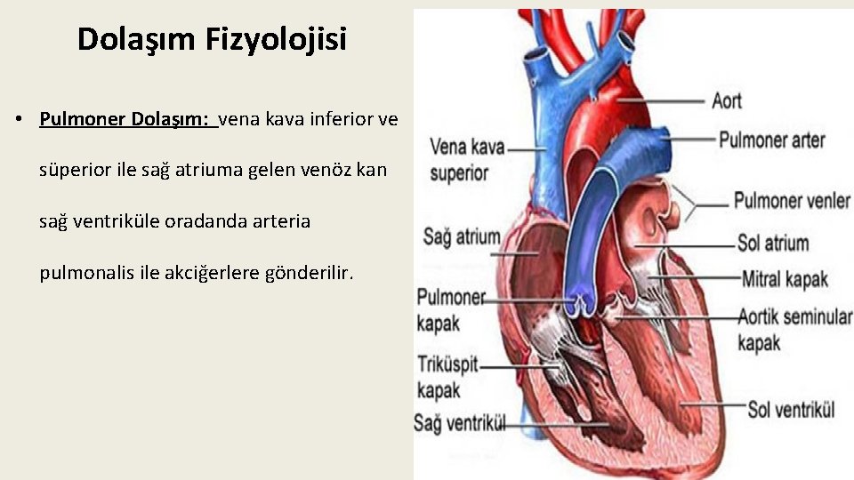 Dolaşım Fizyolojisi • Pulmoner Dolaşım: vena kava inferior ve süperior ile sağ atriuma gelen