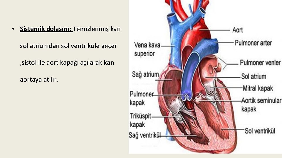  • Sistemik dolaşım: Temizlenmiş kan sol atriumdan sol ventriküle geçer , sistol ile