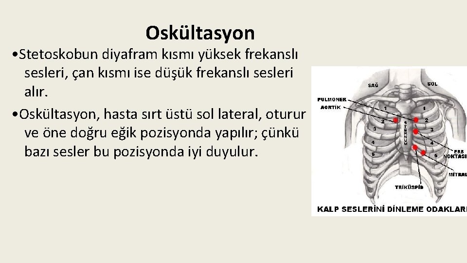 Oskültasyon • Stetoskobun diyafram kısmı yüksek frekanslı sesleri, çan kısmı ise düşük frekanslı sesleri