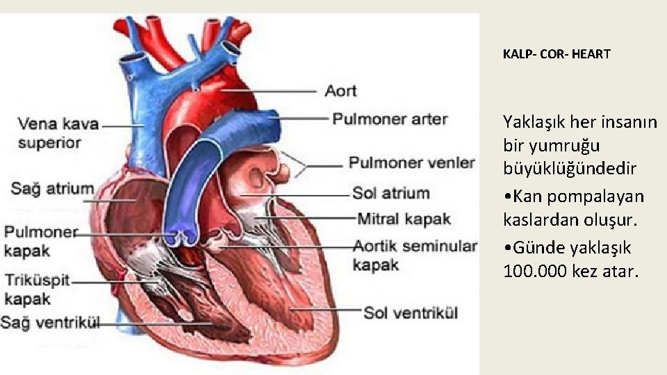 KALP- COR- HEART Yaklaşık her insanın bir yumruğu büyüklüğündedir • Kan pompalayan kaslardan oluşur.