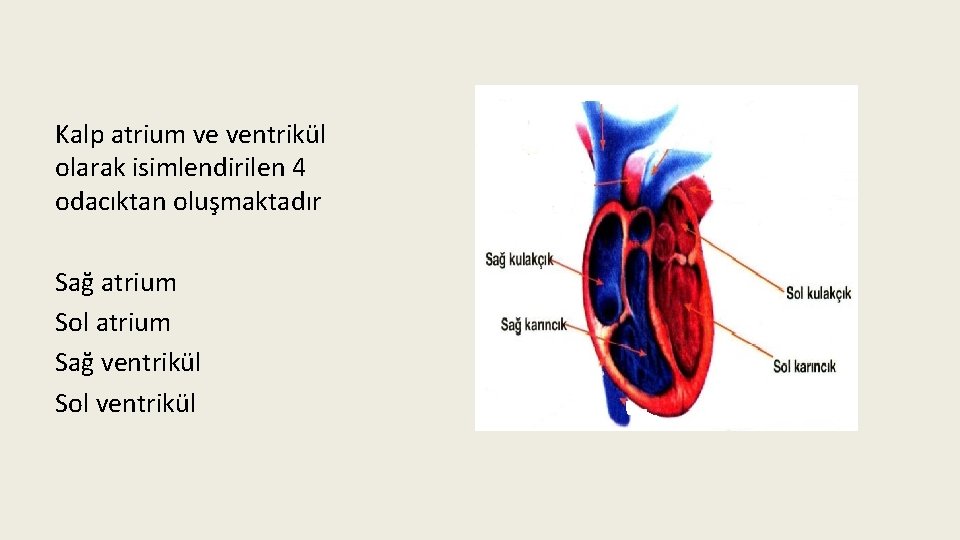 Kalp atrium ve ventrikül olarak isimlendirilen 4 odacıktan oluşmaktadır Sağ atrium Sol atrium Sağ
