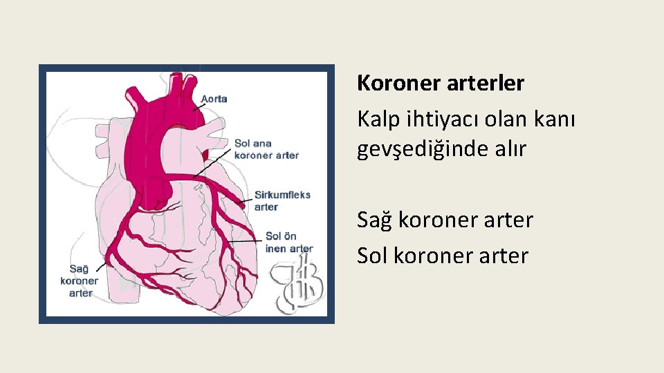 Koroner arterler Kalp ihtiyacı olan kanı gevşediğinde alır Sağ koroner arter Sol koroner arter