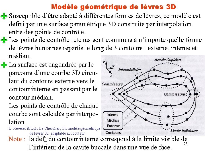 Modèle géométrique de lèvres 3 D Susceptible d’être adapté à différentes formes de lèvres,