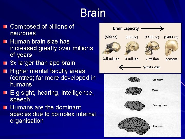 Brain Composed of billions of neurones Human brain size has increased greatly over millions