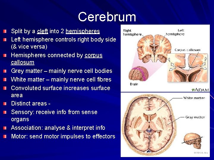 Cerebrum Split by a cleft into 2 hemispheres Left hemisphere controls right body side