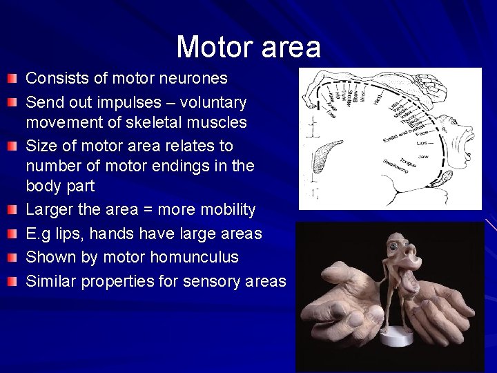 Motor area Consists of motor neurones Send out impulses – voluntary movement of skeletal
