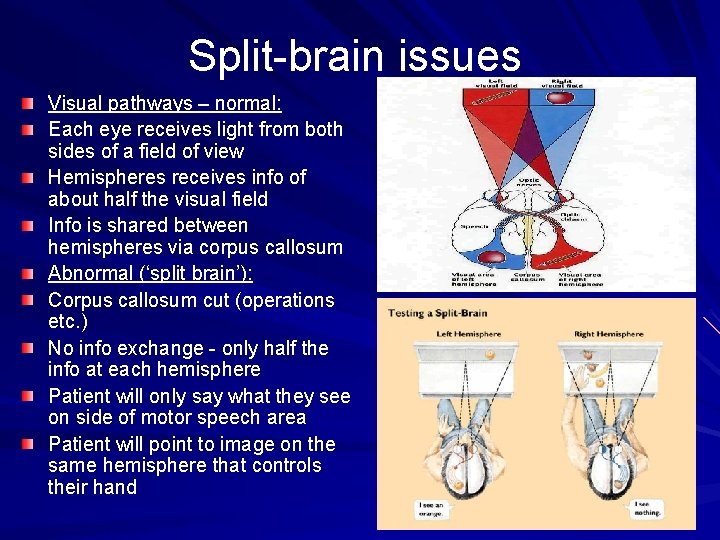 Split-brain issues Visual pathways – normal: Each eye receives light from both sides of
