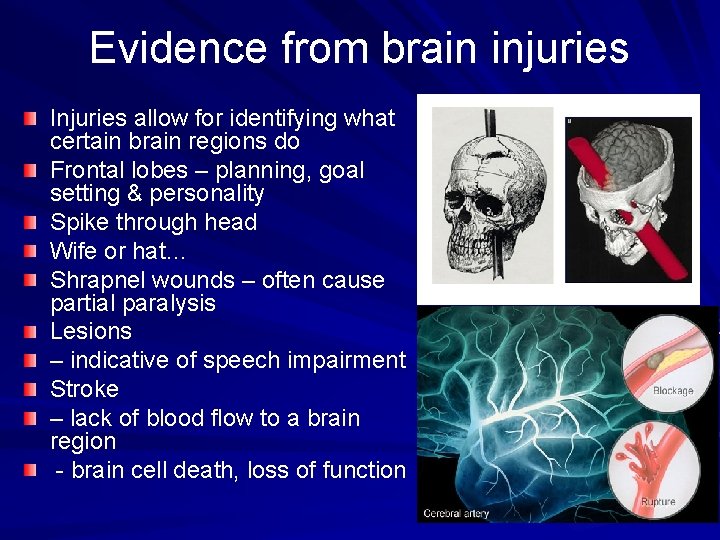 Evidence from brain injuries Injuries allow for identifying what certain brain regions do Frontal