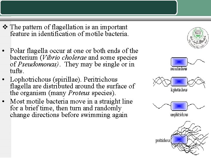 v The pattern of flagellation is an important feature in identification of motile bacteria.