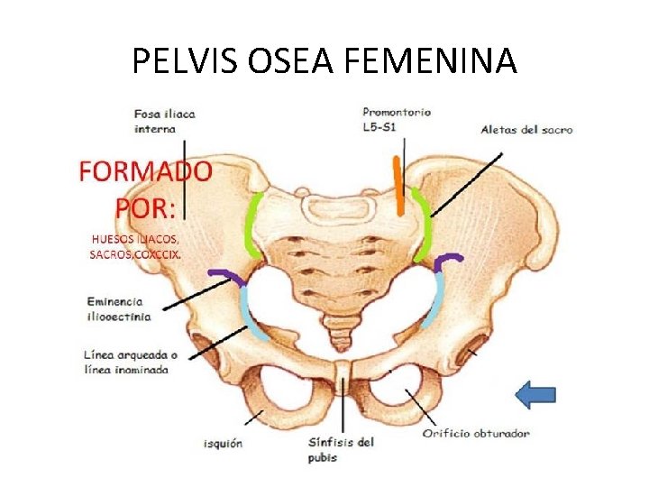 PELVIS OSEA FEMENINA 