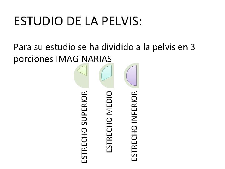 ESTUDIO DE LA PELVIS: ESTRECHO INFERIOR ESTRECHO MEDIO ESTRECHO SUPERIOR Para su estudio se