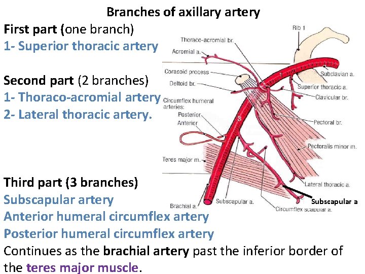 Branches of axillary artery First part (one branch) 1 Superior thoracic artery Second part