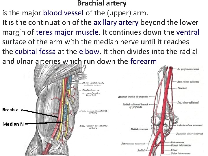 Brachial artery is the major blood vessel of the (upper) arm. It is the