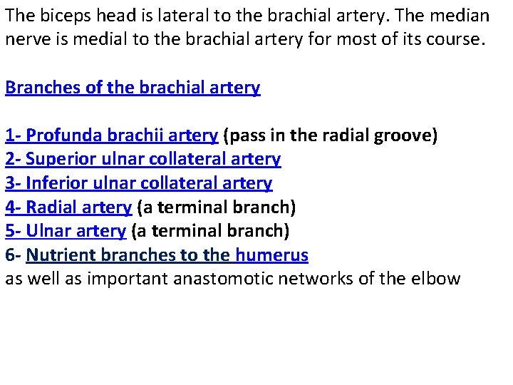 The biceps head is lateral to the brachial artery. The median nerve is medial